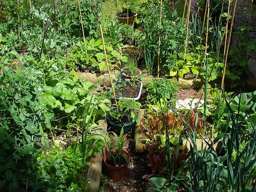 Hur man odlar egen ekologiska veggie patch. Här är en steg för steg guide om hur du startar din ekologiska plåster bakgård veggie.