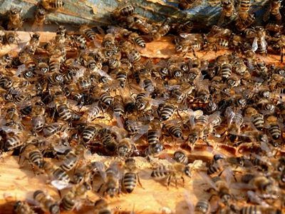 Hur bli av bin: bee förintelse