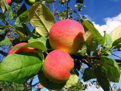 Skötsel och beskärning äppelträd: äppelträd vård