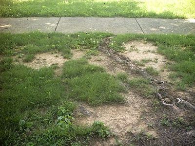 Hur att reparera en kal fläck på en gräsmatta. Städa upp bar fläck.